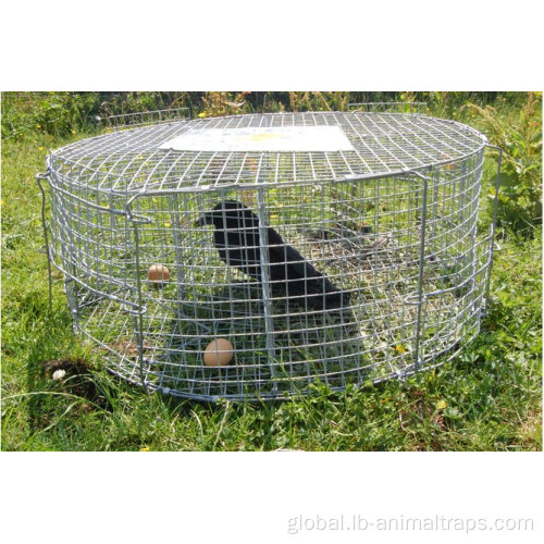 Live Bird Trap Wire Live Bird Traps Cage Pest Birds Traps Factory